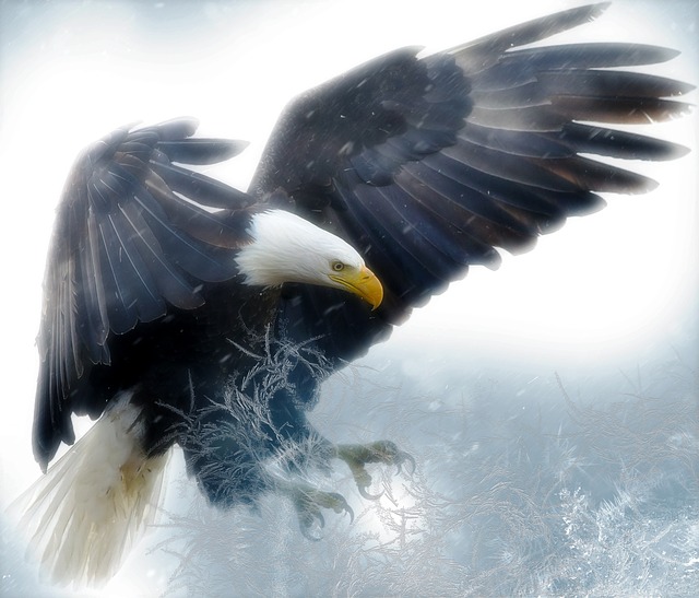 American Bald Eagle One